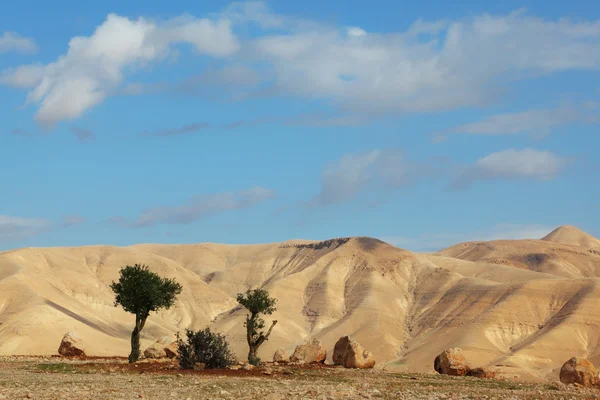 День в краї пустелі — стокове фото