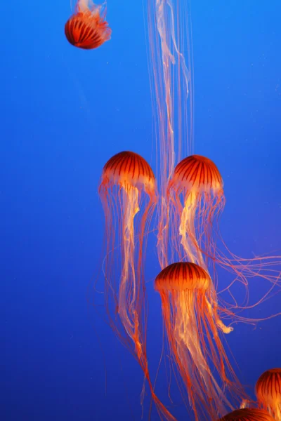 Orange decorative jellyfishes — 스톡 사진