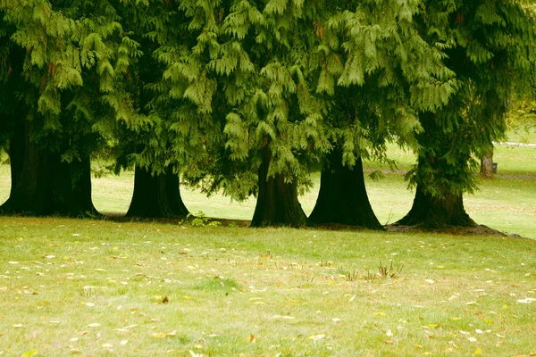 Viehättävä sijoitus vanhoja puita — kuvapankkivalokuva
