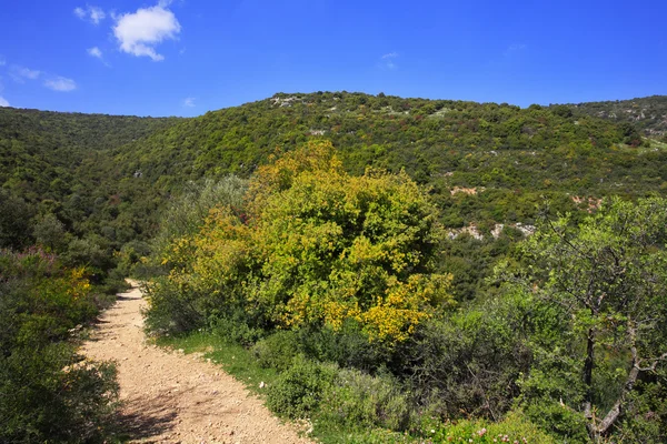 Footpath among the blossoming spring nature. The mountain Meron — Stock Photo, Image