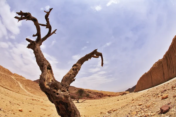 Trockener Baum in der Wüste — Stockfoto
