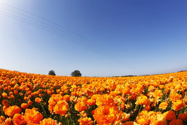 Květinové pole. oranžový blatouchy — Stock fotografie