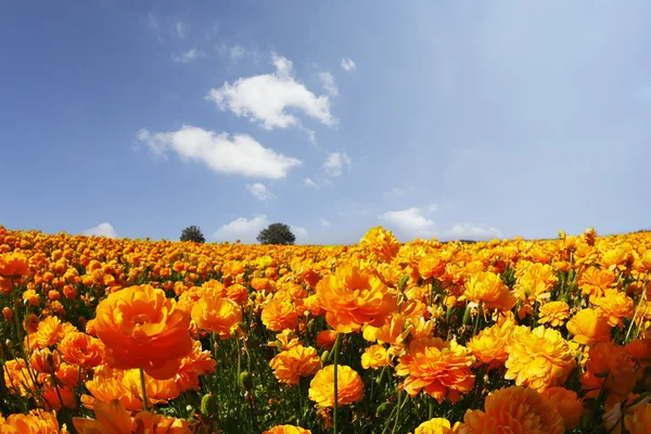 Tarih bir gün batımı turuncu düğünçiçekleri alan — Stok fotoğraf