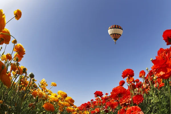 Balão enorme acima de prados florescentes — Fotografia de Stock