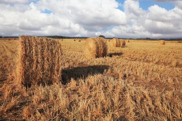 Pilhas de trigo recolhido. Israel, a primeira colheita de primavera — Fotografia de Stock