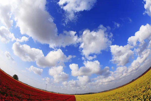 Kırmızı - sarı çiçek alanı — Stok fotoğraf