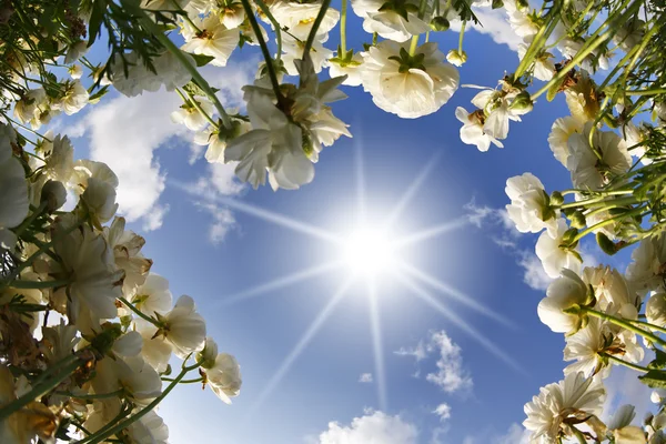 stock image The picturesque flower field