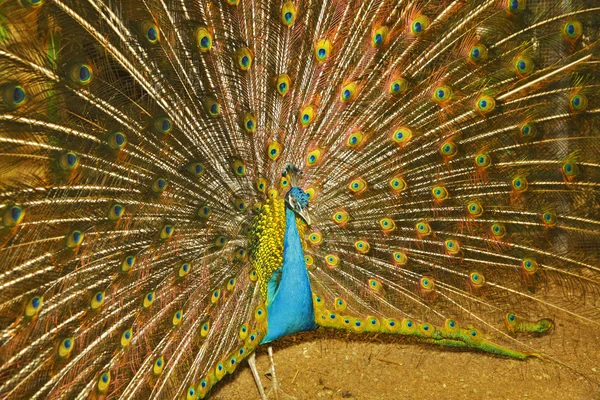 Pavo real de color turquesa — Foto de Stock
