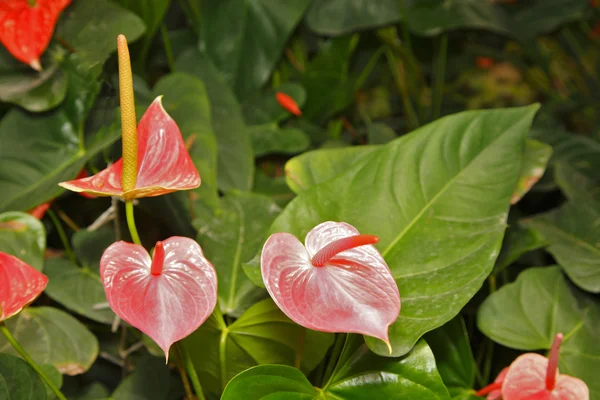红色的热带花卉 — 图库照片
