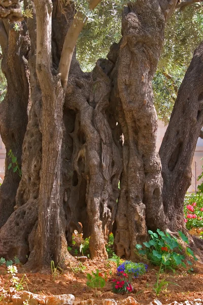 In Gethsemane Garden in Jerusalem. — Stock Photo, Image
