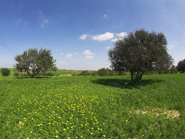 Groene lente veld met camomiles — Stockfoto