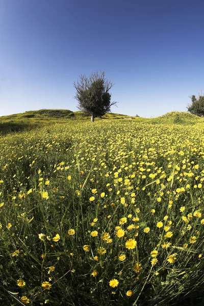 De bloeiende veld met camomiles — Stockfoto