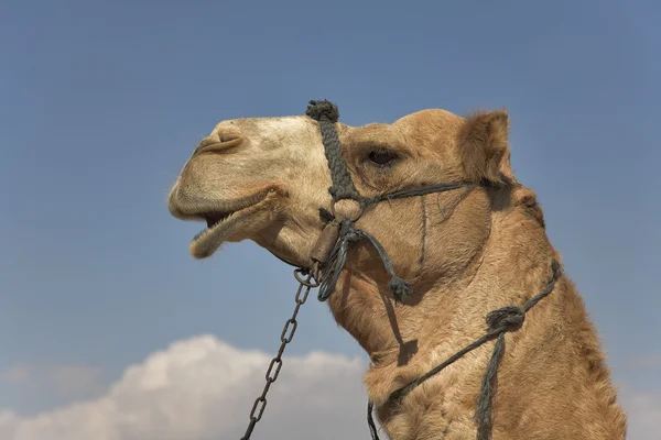 Belo camelo . — Fotografia de Stock