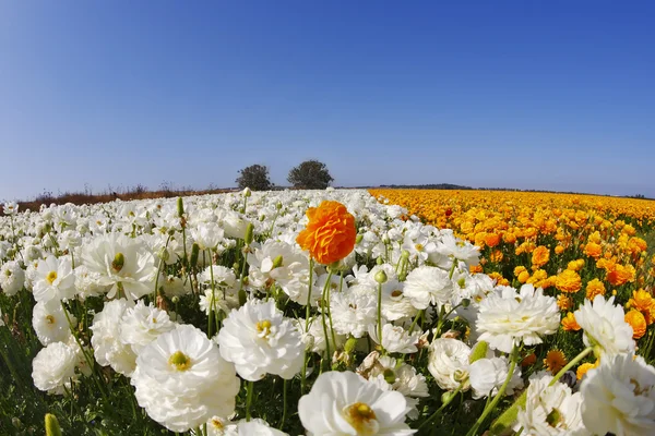 The field of orange and white flowers buttercups — Stock Photo, Image