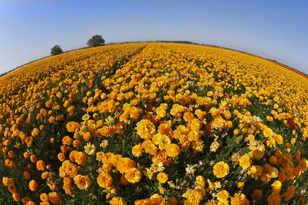 De bloembollenvelden. Oranje boterbloemen — Stockfoto