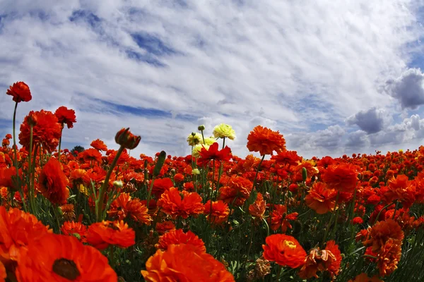 キンポウゲの花のフィールド — ストック写真