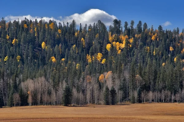 Small cloud above an autumn grove. — Stock Photo, Image