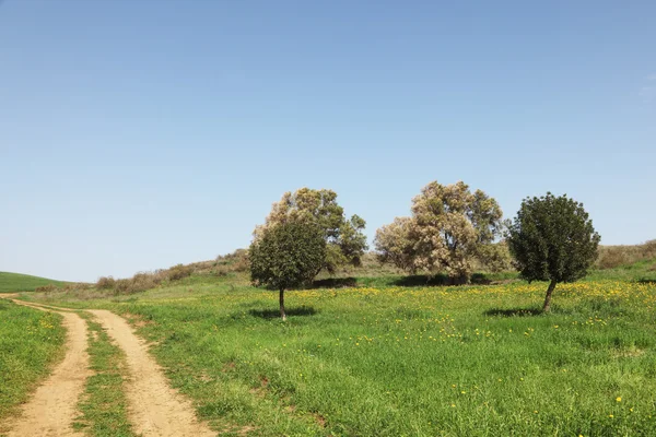 Obszarów wiejskich polnej drodze i drzew oliwnych — Zdjęcie stockowe