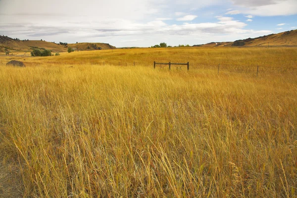 Enorma fält med ett torrt gräs. — Stockfoto