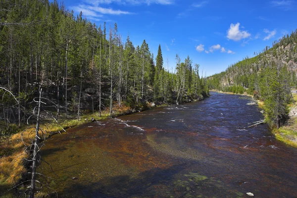 La belle rivière multicolore Gibbons — Photo