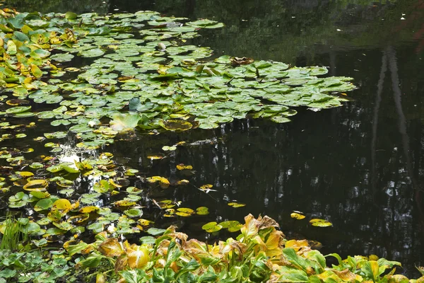 Lirios en un estanque — Foto de Stock