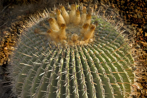 Cactus redondo . — Foto de Stock