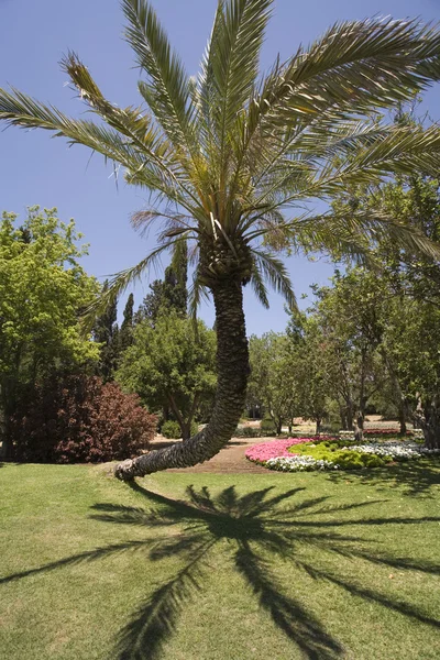 Palmeira fantasiosamente curvada — Fotografia de Stock
