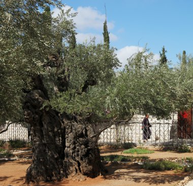 The monk in the Gethsemane garden