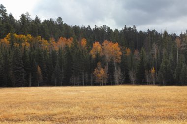 Fields and woods near the North Rim clipart