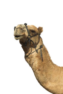 Head of a camel. clipart