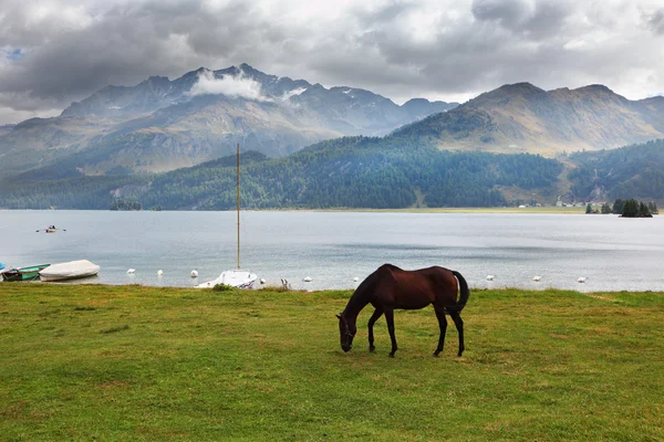 De baai paard in de buurt van de afgemeerd jachten — Stockfoto