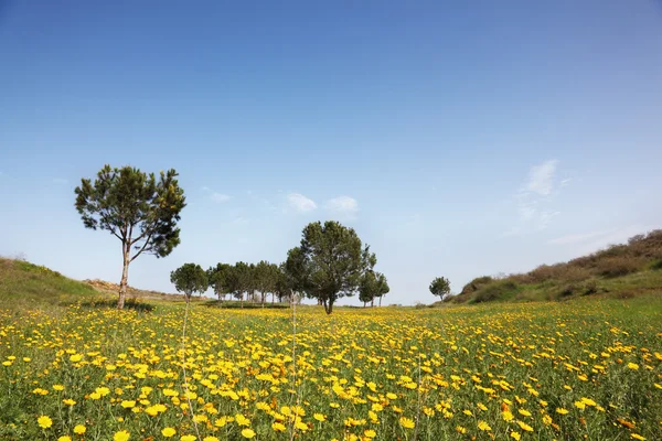 Malebné kopce a olivovníky — Stock fotografie
