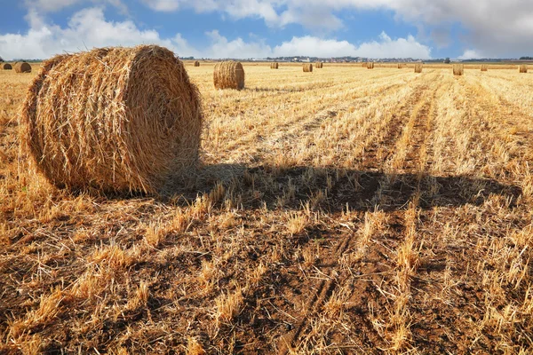 Stack di grano raccolto sotto il sole morbido. Tramonto — Foto Stock