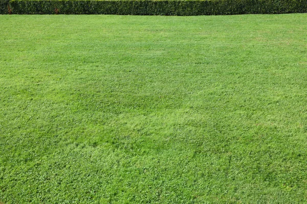 Magnificent green lawn