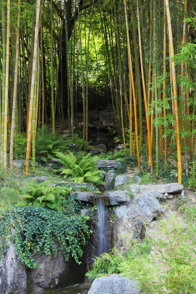 Bir akışı ile bir bambu koru — Stok fotoğraf