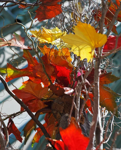 Arce pintoresco con hojas rojas — Foto de Stock