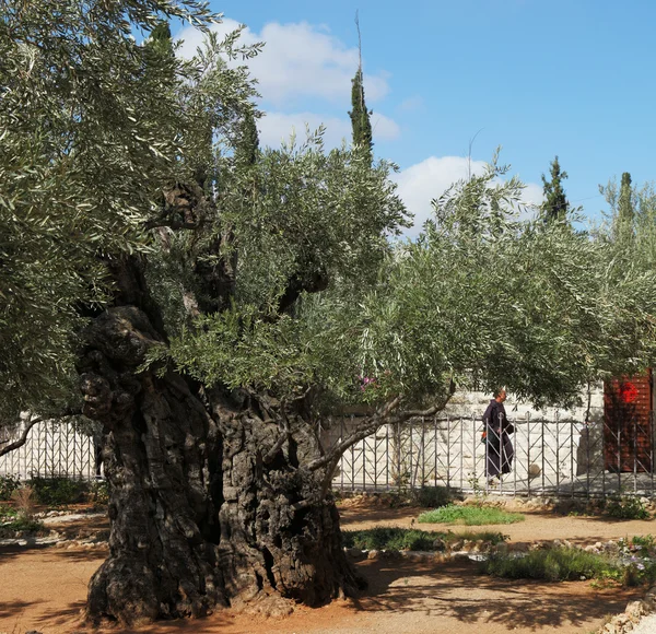 Il monaco nel giardino del Getsemani — Foto Stock