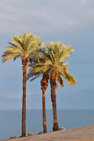 Empty beach and palm trees on the Dead Sea — Stock Photo, Image