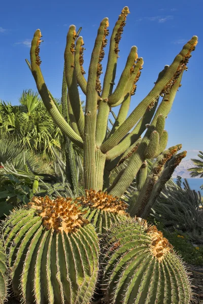 Cactus diversi . — Foto Stock