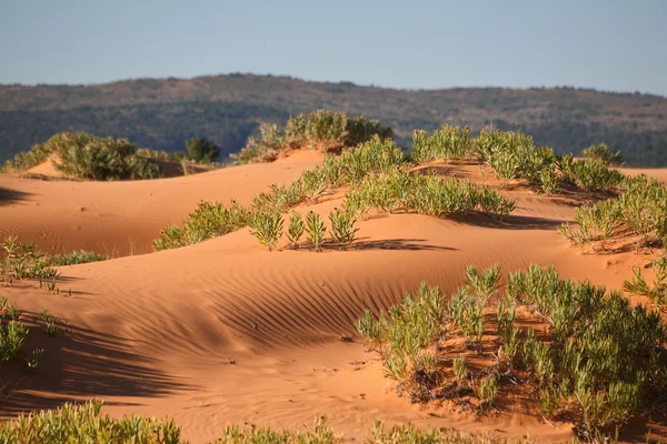Мягкие розовые песчаные дюны и кусты выносливы — стоковое фото