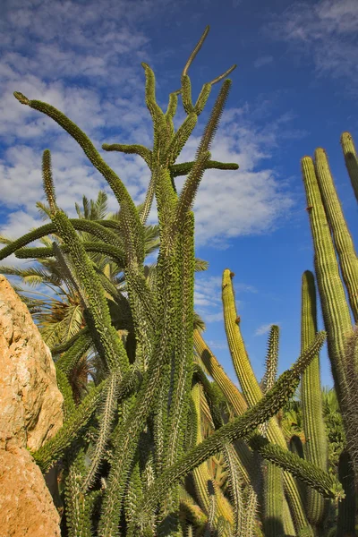 Cactussen en stenen. — Stockfoto
