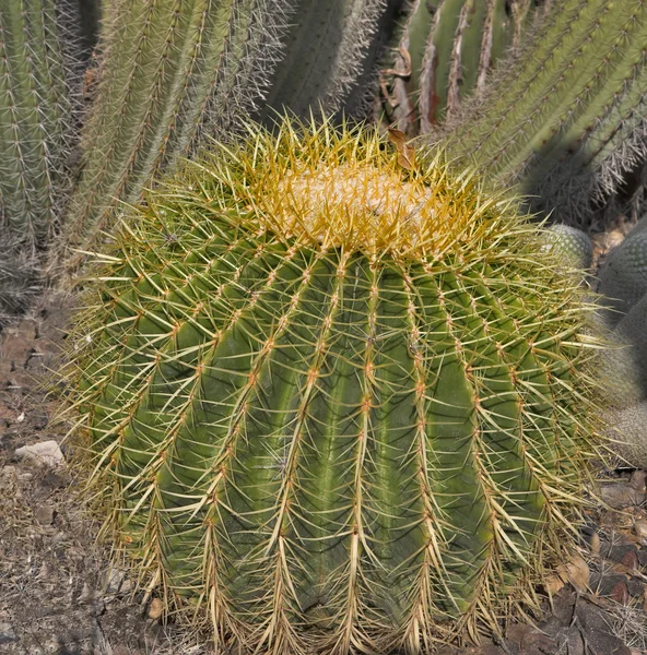 Grande cactus rotondo . — Foto Stock