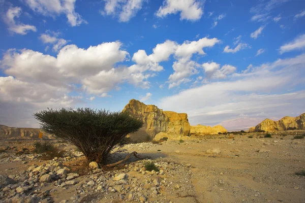 Kamienna pustynia — Zdjęcie stockowe