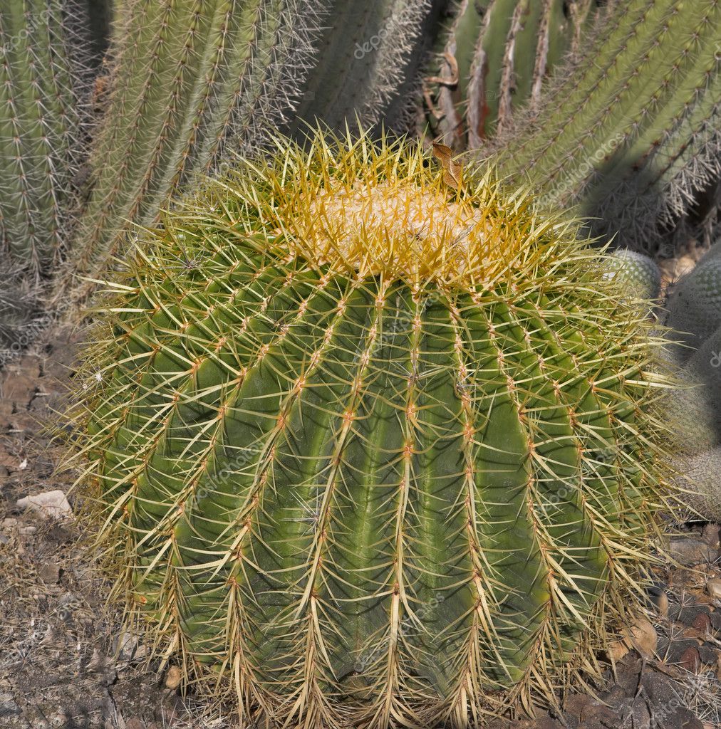 Big round cactus. — Stock Photo © kavramm #6108490