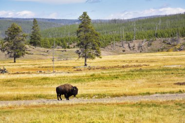 bison sıyrılmak