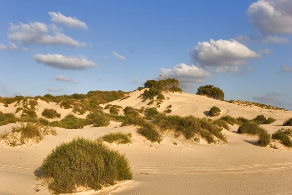 Sandy dunes. — Stock Photo, Image