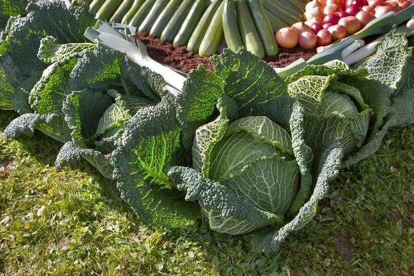 Greater cabbage