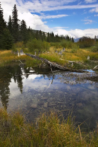 Bog in cold northern mountains and snags on coast — Stock Photo, Image