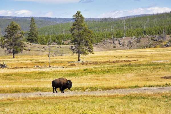 Il bisonte è al pascolo — Foto Stock