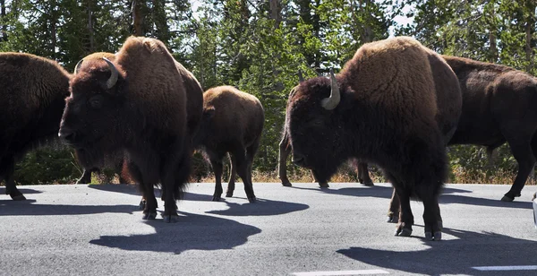 Yellowstone Ulusal Parkı içinde karayolu üzerinde bizonlar — Stok fotoğraf